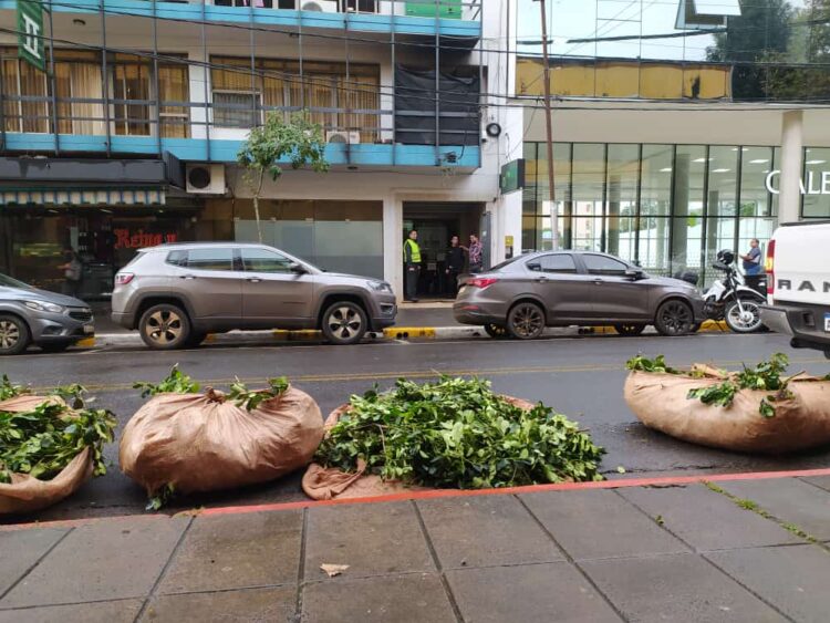 Productores yerbateros exigen declarar la emergencia en Misiones 2 Misiones