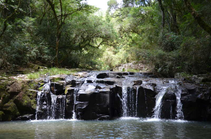 Papel Misionero celebró sus 50 años con una recorrida de periodistas por su planta en Misiones 8 Reserva Natural y Cultural 50° aniversario Papel Misionero - 7