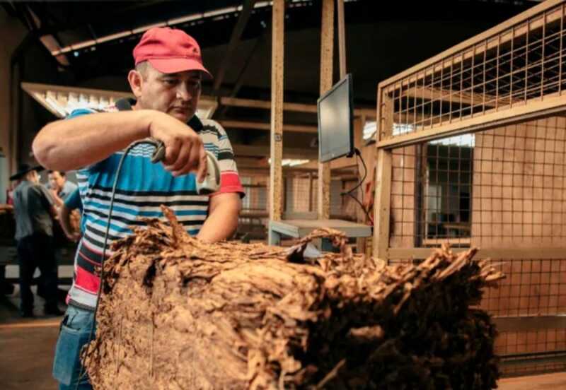 Tabacaleros de Misiones exigen el precio pactado y denuncian abandono de los gremios 3 Tabacaleros