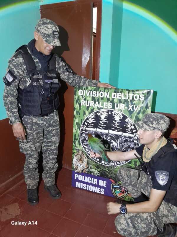 Rescate de fauna en Montecarlo: un Yeruvá Oriental fue encontrado en la vía pública, asistido por la Policía y derivado a un centro especializado.