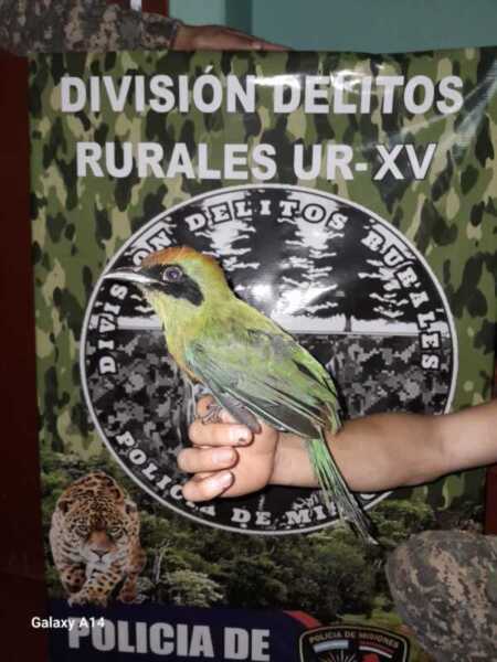 Rescataron un ejemplar de Yeruvá Oriental en Montecarlo y fue trasladado a un centro de conservación Un Yeruvá Oriental fue rescatado en Montecarlo tras ser hallado con dificultades para volar. Destacan el compromiso vecinal y la protección de la fauna silvestre.