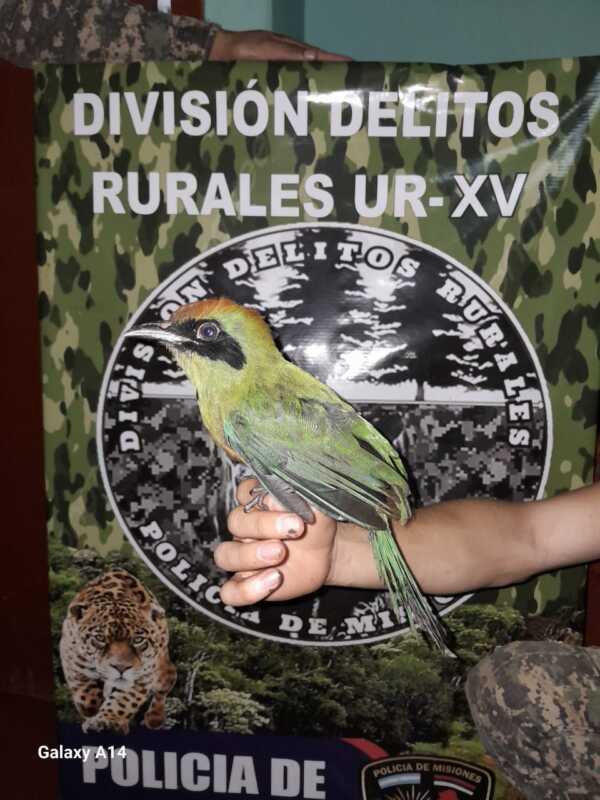 Un Yeruvá Oriental fue rescatado en Montecarlo tras ser hallado con dificultades para volar. Destacan el compromiso vecinal y la protección de la fauna silvestre.