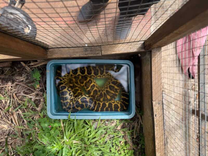 Tráfico de fauna en Posadas: el destino de los animales sigue siendo un misterio 4 fauna