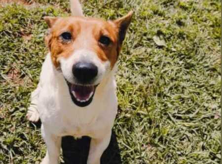 guarderia canina - 2