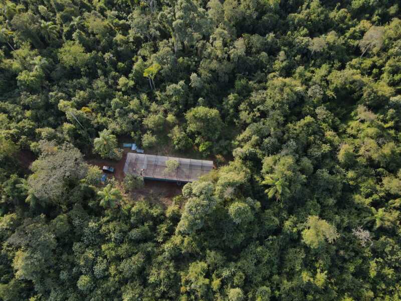 Misiones: avanza el proyecto para reintroducir al Maracaná lomo rojo, un guacamayo extinto en Argentina 4 loro maracana - 3