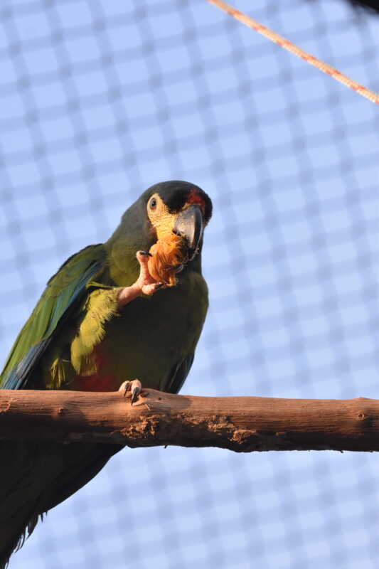 Misiones: avanza el proyecto para reintroducir al Maracaná lomo rojo, un guacamayo extinto en Argentina 6 maracana lomo rojo 1 - 5