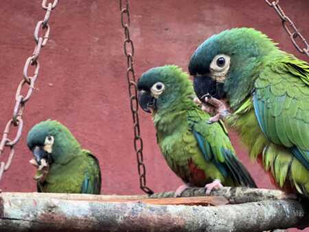 Misiones: avanza el proyecto para reintroducir al Maracaná lomo rojo, un guacamayo extinto en Argentina misiones loro maracana