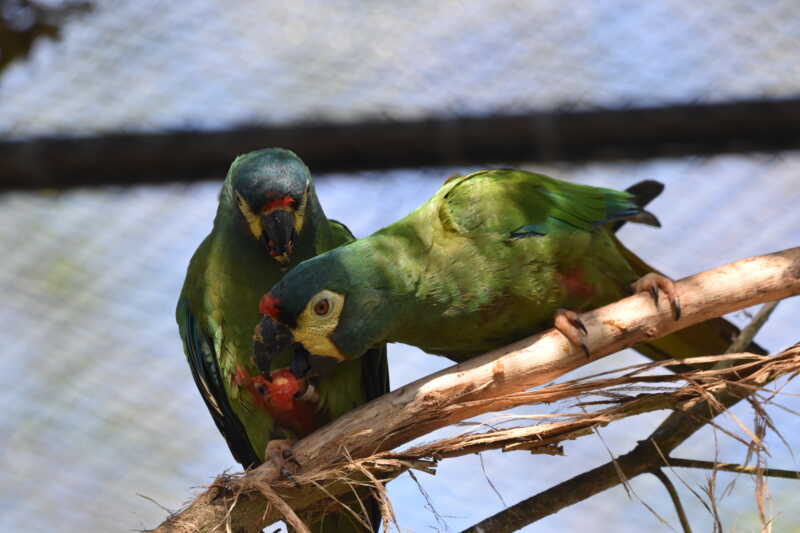 Misiones: avanza el proyecto para reintroducir al Maracaná lomo rojo, un guacamayo extinto en Argentina 2 maracana lomo rojo - 1
