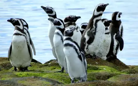 patagonia azul pinguinosjpg - 1