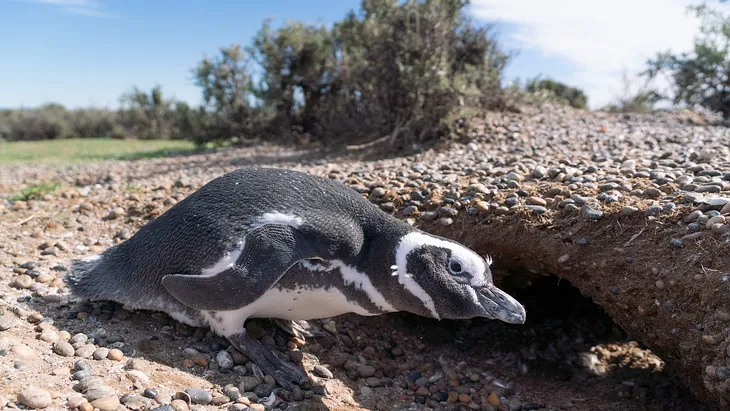 El CONICET lanza streaming en vivo para ver pingüinos en Chubut 3 El Conicet lanza un streaming en vivo para observar pingüinos en la Patagonia