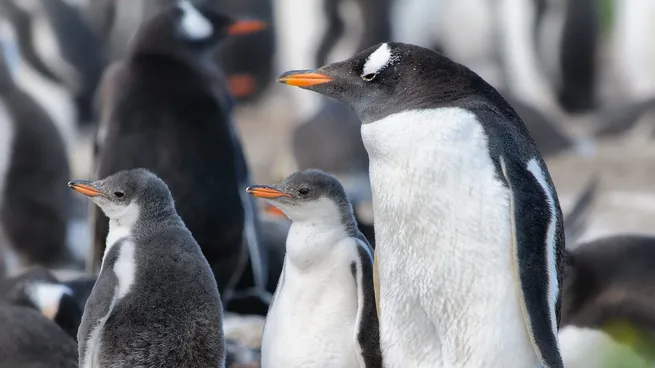 El CONICET lanza streaming en vivo para ver pingüinos en Chubut 5 pinguinos - 4