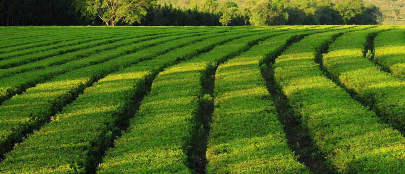 El té, una de las economías regionales clave, enfrenta una zafra atravesada por la incertidumbre productiva y comercial.