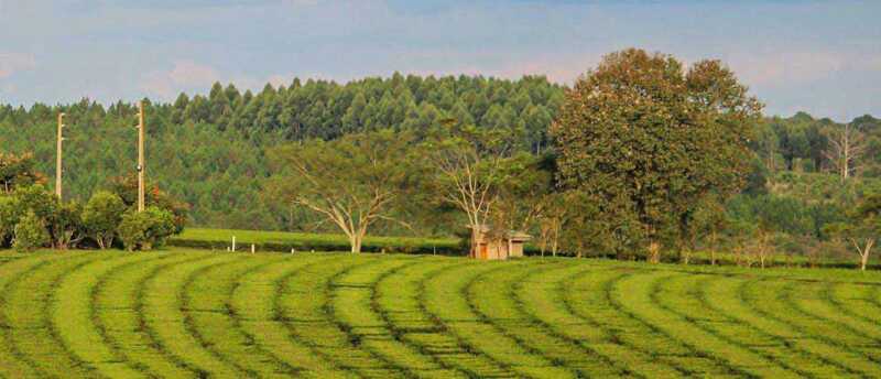 La zafra tealera comenzó con producción por debajo de lo normal y fuertes tensiones en el frente comercial externo.