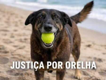 Caso Orelha en Praia Brava: maltrato animal, coacción y una comunidad en shock 621810465 3914549882012264 2737037137299154065 n e1769458325720 - 2
