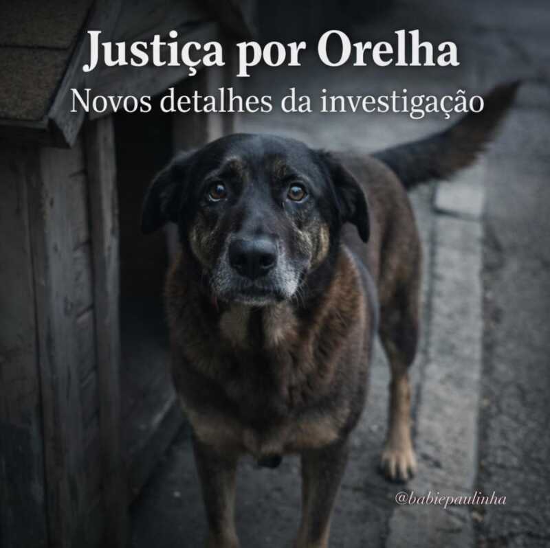 Avanza la causa por maltrato animal tras la muerte del perro comunitario Orelha