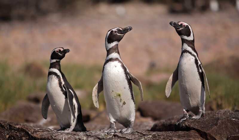 El CONICET realiza un nuevo streaming en vivo con pingüinos de Magallanes en Chubut Pingüinos de Magallanes en plena temporada reproductiva, observados en tiempo real desde Isla Tova, Chubut.