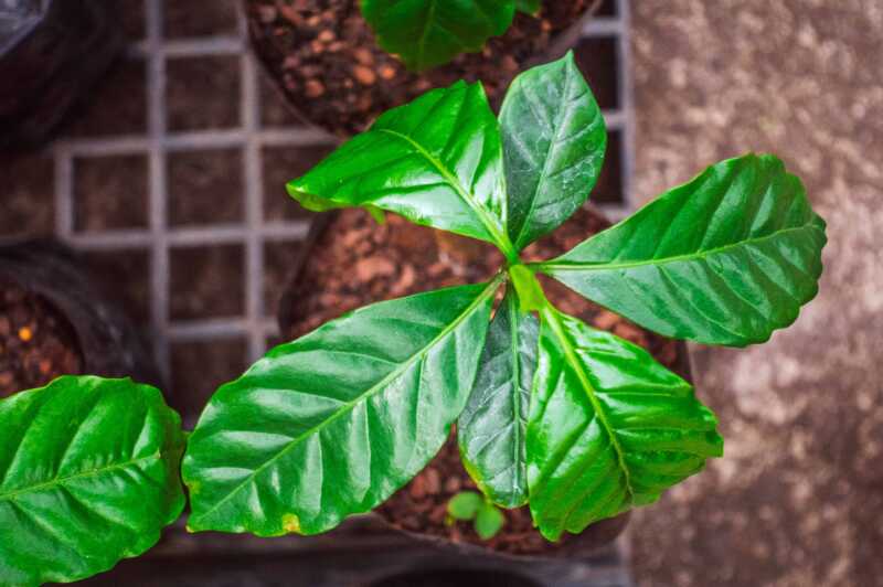 Misiones avanza con ensayos de café en sistemas agroforestales para diversificar la producción cafe misiones
