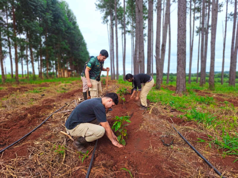 Misiones avanza con ensayos de café en sistemas agroforestales para diversificar la producción 5 Ensayo cafe misiones 3 - 4