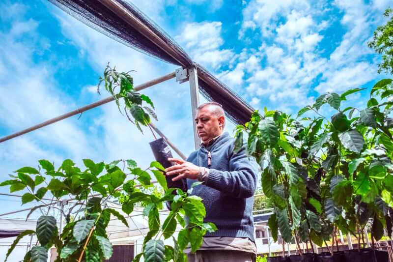 Misiones avanza con ensayos de café en sistemas agroforestales para diversificar la producción 3 Ensayo cafe misiones 4 - 2