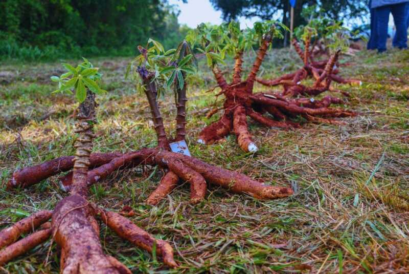 Productores de mandioca venden a pérdida y alertan por una crisis histórica 4 Mandioca Misiones 1 - 3
