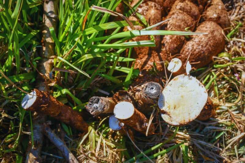 IVA a la fécula de mandioca: reducir la alícuota tendría un impacto 373 veces menor que las retenciones al agro mandioca