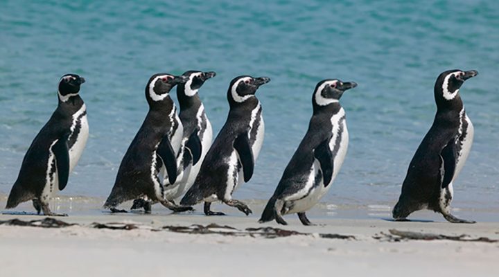 El CONICET realiza un nuevo streaming en vivo con pingüinos de Magallanes en Chubut 1 Pingüinos de Magallanes. Foto: gentileza Pablo Borboroglu.