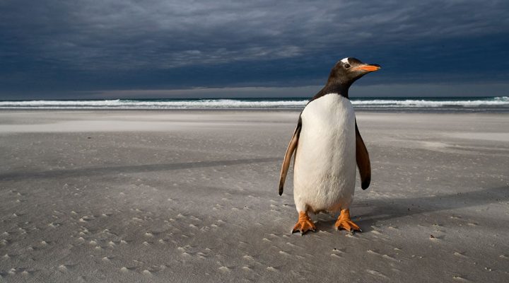 El CONICET realiza un nuevo streaming en vivo con pingüinos de Magallanes en Chubut 2 La cámara instalada por el CONICET permite seguir el ciclo reproductivo sin interferir en la dinámica natural de la colonia. Foto: gentileza Pablo Borboroglu.