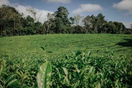Misiones suma un sello clave para exportar té: ya hay 15 empresas habilitadas misiones te