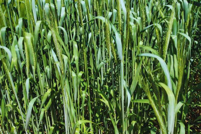 INTA Misiones desarrolla nuevas variedades de mandioca para consumo e industria 10 Triticale 3 - 9