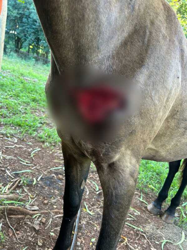 Puerto Piray: la Policía dio intervención a Ecología tras una denuncia por presunta presencia de felinos en zona rural 4 WhatsApp Image 2026 01 06 at 09.32.00 - 3