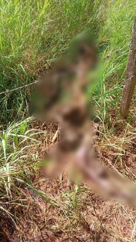 Puerto Piray: la Policía dio intervención a Ecología tras una denuncia por presunta presencia de felinos en zona rural 2 WhatsApp Image 2026 01 06 at 09.32.01 - 1