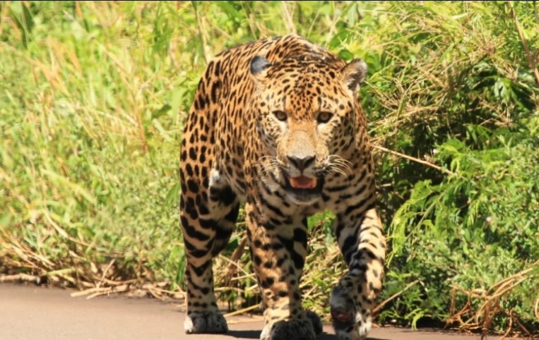 Puerto Piray: la Policía dio intervención a Ecología tras una denuncia por presunta presencia de felinos en zona rural presencia de felinos en Puerto Piray