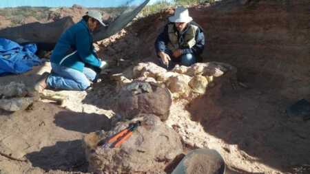 Descubrieron en Neuquén una nueva especie de dinosaurio saurópodo dinosaurio en Neuquén