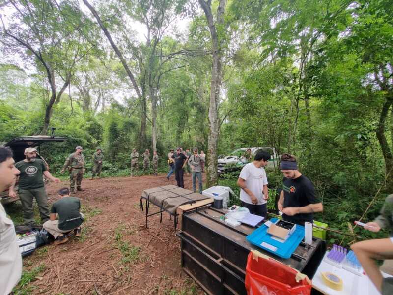 Misiones fortalece la conservación del yaguareté a través de la Subcomisión Selva Paranaense 3 La mayor población de yaguaretés del país se concentra en la Selva Paranaense, donde la provincia despliega políticas activas de protección.
