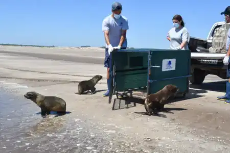 animales