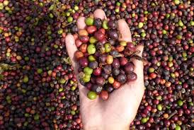 Misiones avanza con ensayos de café en sistemas agroforestales para diversificar la producción 9 cafe misiones - 8
