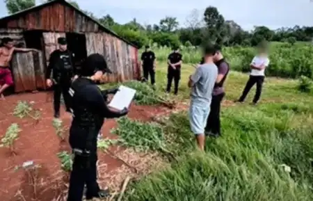 cannabis