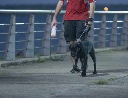 Promueven el cuidado responsable de mascotas para prevenir riesgos y enfermedades cuidado