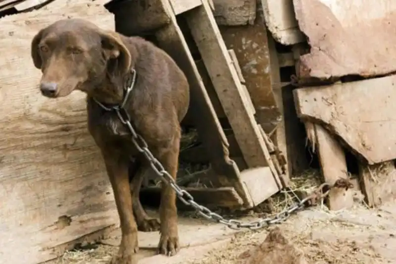 Paraguay lanzó el Registro de Violencia Animal: más de 2.600 denuncias en 2025 y alertan sobre alta reincidencia paraguay