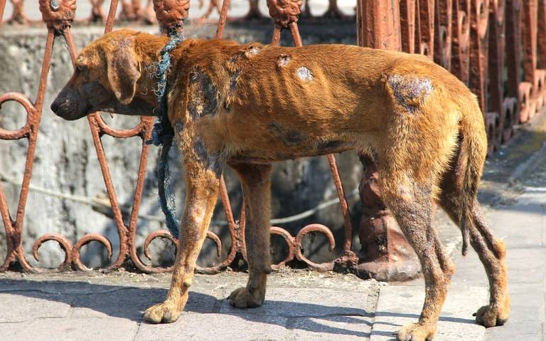 Paraguay lanzó el Registro de Violencia Animal: más de 2.600 denuncias en 2025 y alertan sobre alta reincidencia 5 maltrato3 - 4
