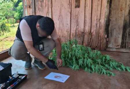 marihuana alem