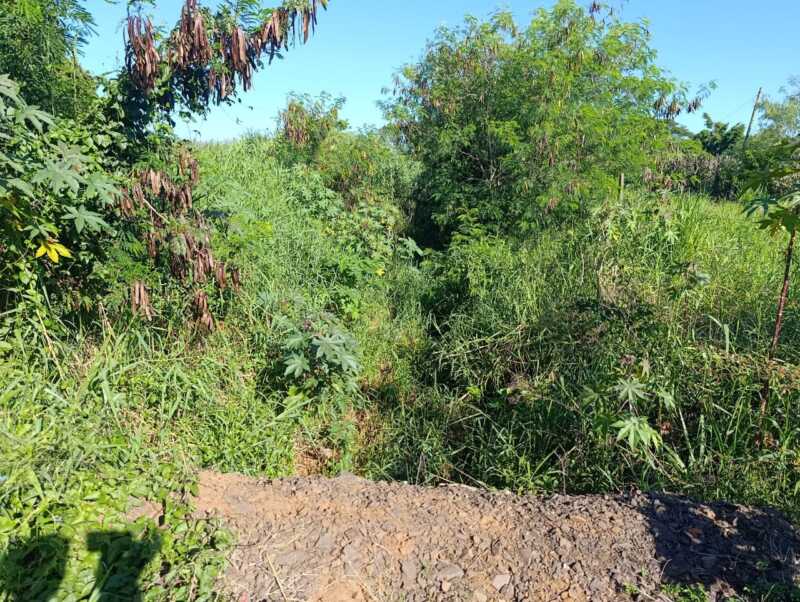 Barrio Aeroclub: reclaman mantenimiento de espacios verdes ante el avance de mosquitos y temor al dengue 6 pastizal aeroclub2 - 5