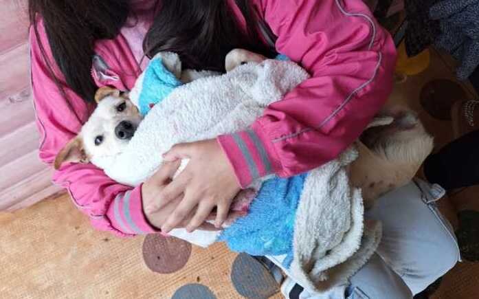 Castraciones y rescates, la batalla diaria de la protectora Patitas Felices en Oberá 4 Oberá patitas felices