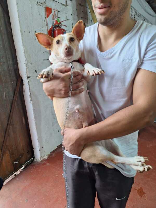 Día Mundial de la Esterilización Animal: Una fecha que invita a la reflexión acerca de la salud pública y el bienestar individual 4 patitas felices obera animales 6 - 3