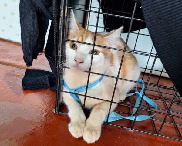 Castraciones y rescates, la batalla diaria de la protectora Patitas Felices en Oberá 3 patitas felices obera animales 7 e1768483785418 - 2