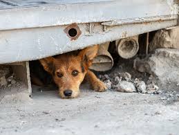 Paraguay lanzó el Registro de Violencia Animal: más de 2.600 denuncias en 2025 y alertan sobre alta reincidencia 3 paraguay registro animal