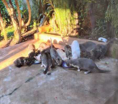 “Cada rescate implica tiempo y plata”: la realidad de los rescatistas en una comunidad que cada vez ayuda menos 2 rescate animal garupá