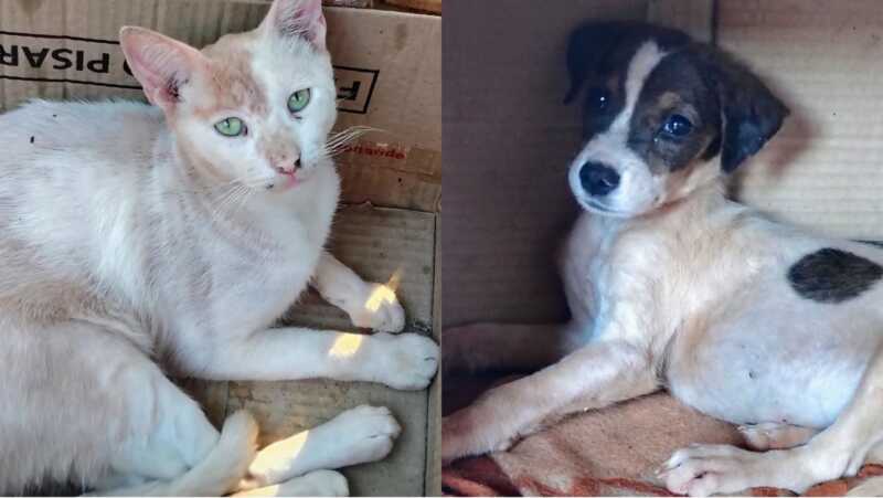 “Cada rescate implica tiempo y plata”: la realidad de los rescatistas en una comunidad que cada vez ayuda menos rescate animal garupá