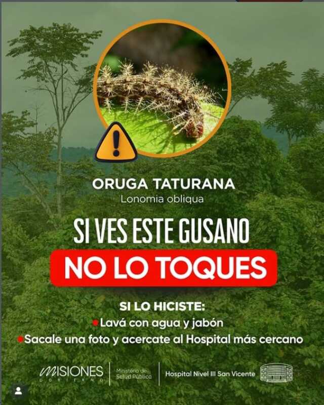 taturana oruga - 2