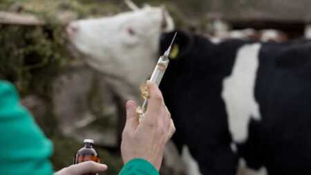 Cambio en el SENASA: habilitan el ingreso de nuevas vacunas bovinas importadas veterinarios Misiones senasa